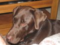 2010-06-28 Hemi_0003